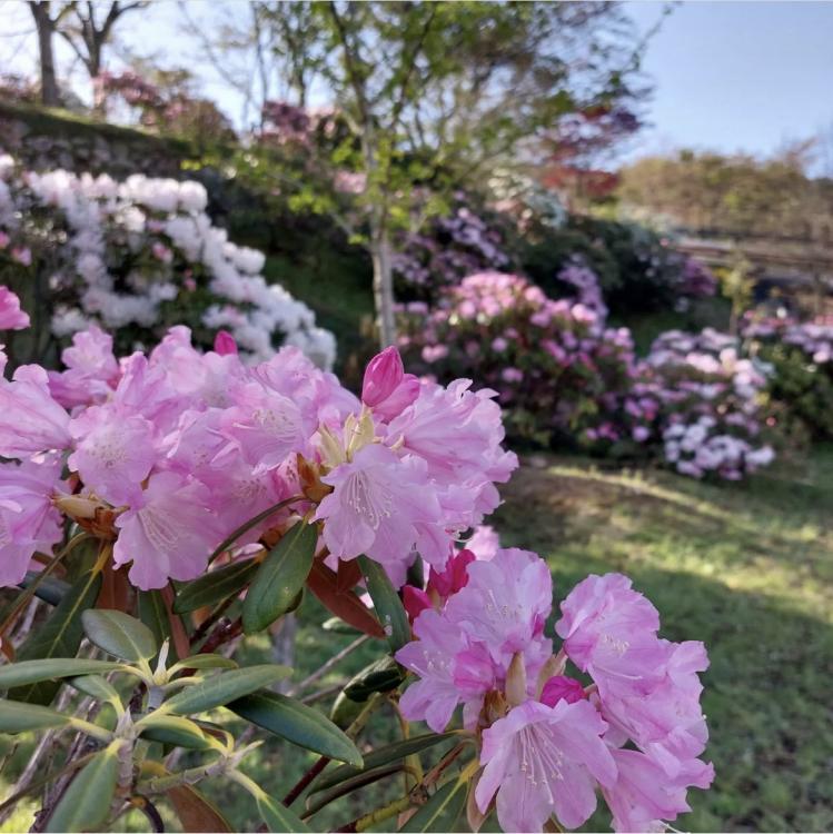 【おでかけ】英彦山花園のシャクナゲ  今が見頃です♪